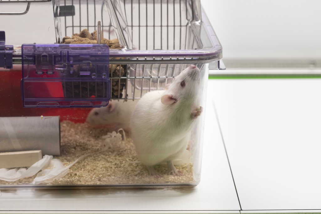 Les chercheurs se sont aperçus que les rats qui avaient grandi dans un environnement naturel conduisaient mieux que ceux qui avaient grandi en cages. (illustration)