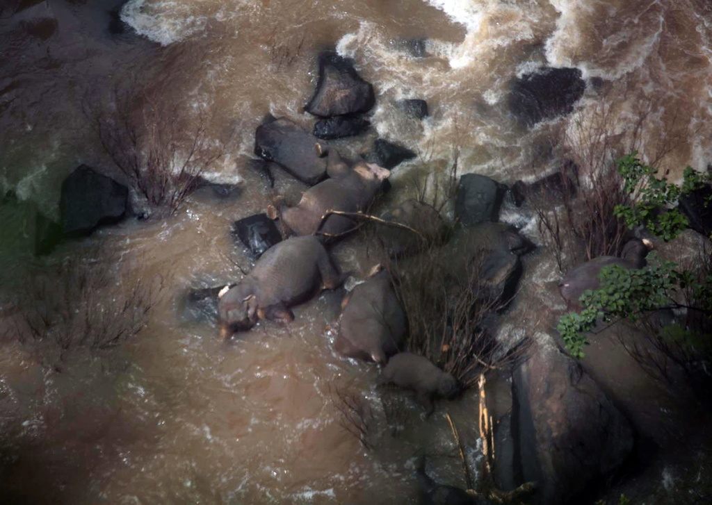 epa07898220 A handout photo made available on 05 October 2019 by the Department of National Parks, Wildlife and Plant Conservation (DNP) shows some of the elephants that died in Haew Narok Waterfall in Khao Yai National Park, Prachin Buri Province, Thailand, 05 October 2019. Six elephants died after falling into the waterfall, two elephants survived, said the national park official. EPA/DNP HANDOUT HANDOUT EDITORIAL USE ONLY/NO SALES HANDOUT EDITORIAL USE ONLY/NO SALES