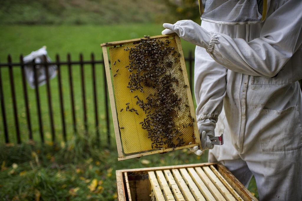 La météo de cet été n'a pas permis aux abeilles de travailler normalement.