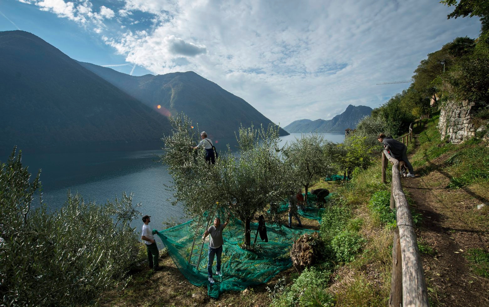 Olivenlese im Olivenbaumpfad am Hang des Monte Bre in Gandria oberhalb des Lago di Lugano (Luganersee), aufgenommen am 26. Oktober 2013. Der Pfad fuehrt durch eine Landschaft, in dem zwischen den Resten antiker Olivenhaine junge Olivenbaeume neu angepflanzt worden sind. Von den insgesamt 150 Olivenbaeumen konnten dieses Jahr rund 600 Kilogramm Fruechte geerntet werden, 40 Prozent mehr als im Vorjahr. Die daraus gewonnenen 50 Liter Olivenoel sollen dann spaeter auf dem Markt von Gandria verkauft werden. (KEYSTONE/Ti-Press/Gabriele Putzu) SCHWEIZ OLIVENLESE
