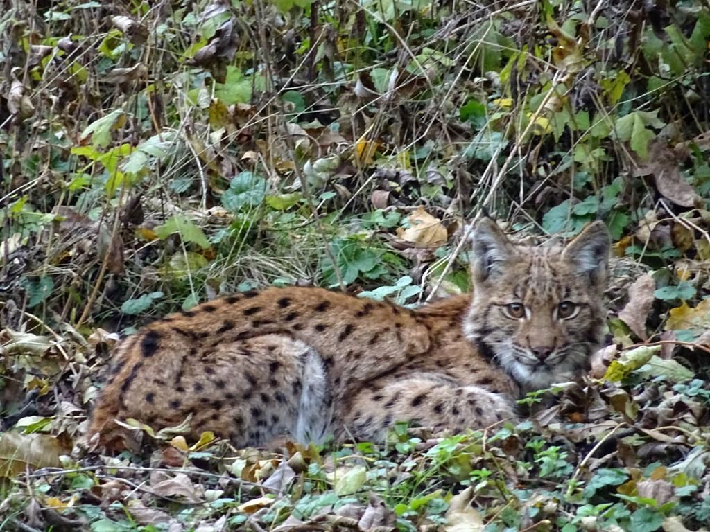 Après avoir pris un chien pour proie, ce jeune lynx affamé a été neutralisé et acheminé au Tierpark de Goldau, Très affaibli, il n'a pas survécu.