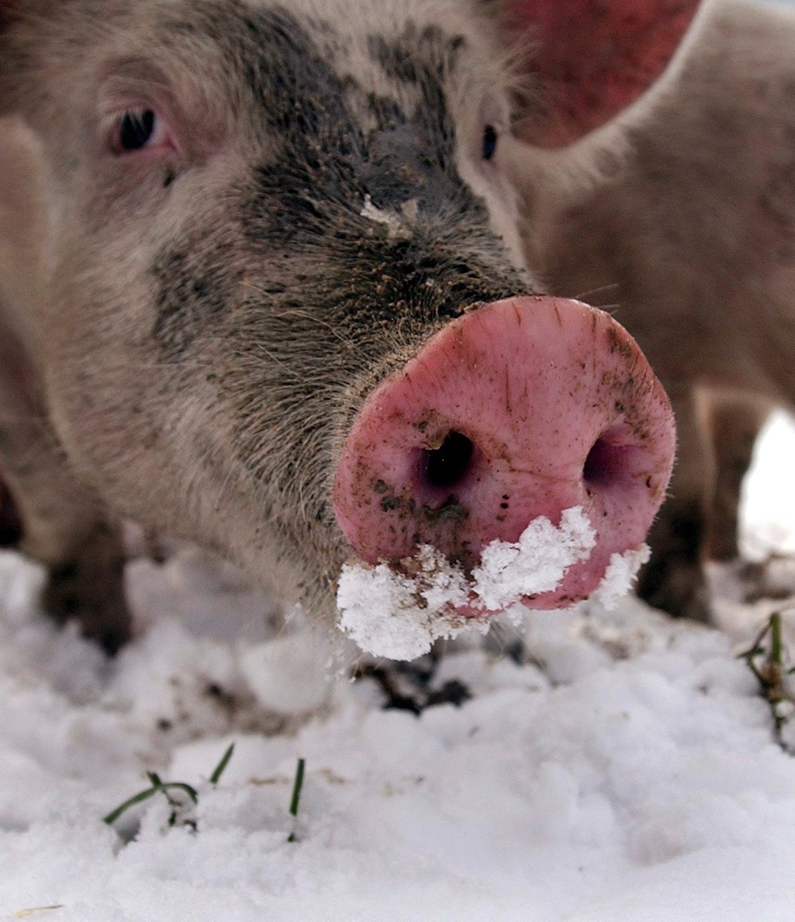 A pig in search for food frolics in the snow in its open air enclosure in the Swiss village of Trimmis, Wednesday, December 17, 2003. (KEYSTONE/Eddy Risch) SWITZERLAND PIGS SNOW