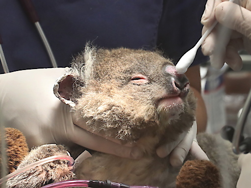 Le ministère de l'Environnement estime qu'environ 80 koalas, blessés et souffrant de faim, ont été pris en charge médicalement au cours du weekend.