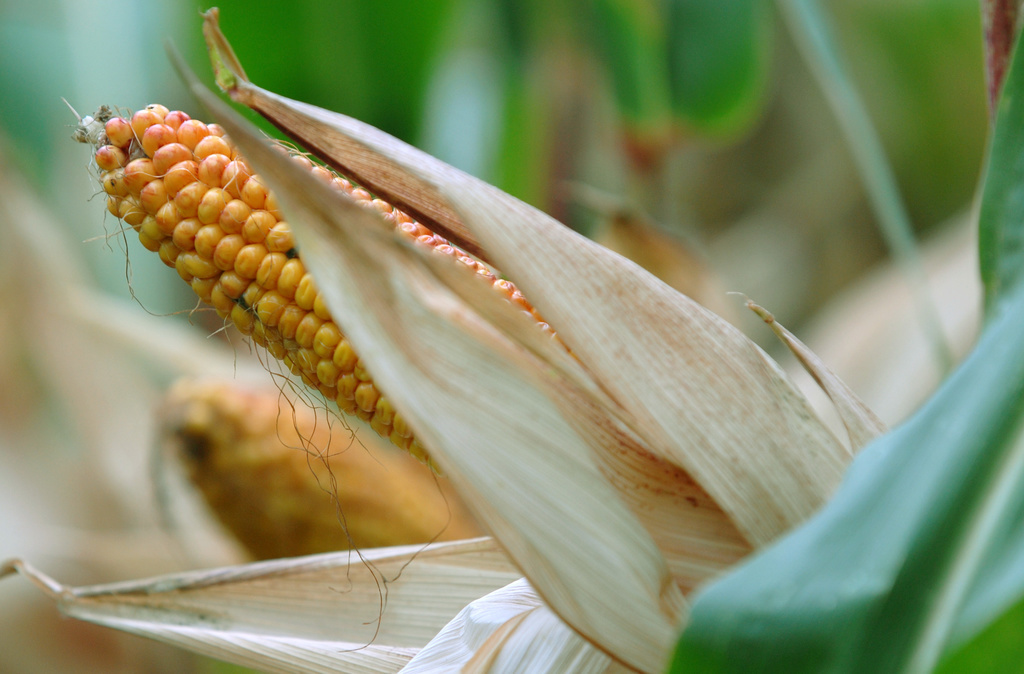 Du maïs dans lequel un gène de résistance du blé aux maladies fongiques a été introduit, va être cultivé sur le site Agronome de Zurich.