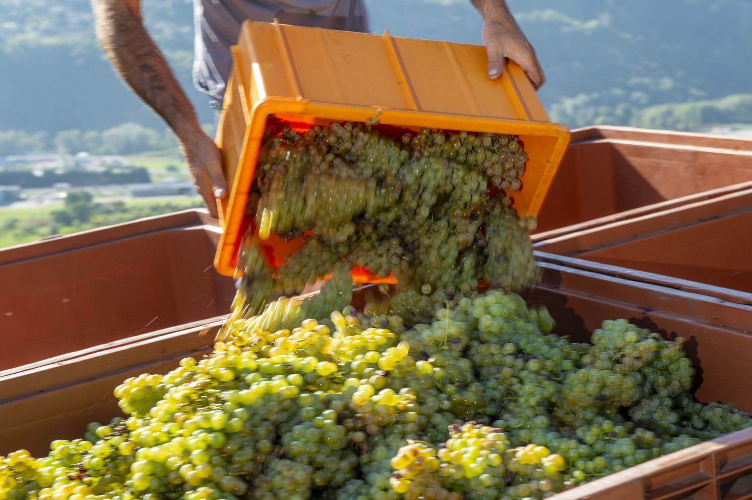 Les vignerons sont toujours dans l'incertitude quant au prix final de la vendange 2019.