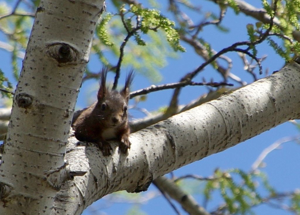 Un écureuil observé près de la ville de Sion.