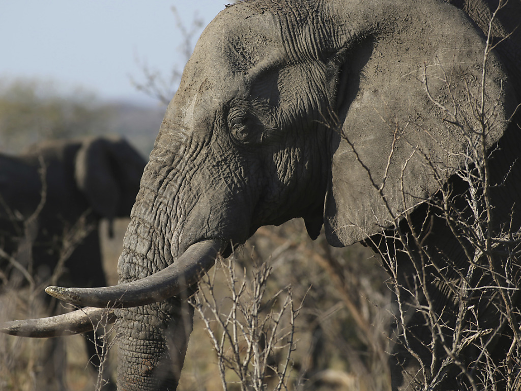 Des éléphants en vie ont été observés très faibles, léthargiques, et certains désorientés et rencontrant des difficultés pour se déplacer (archives).