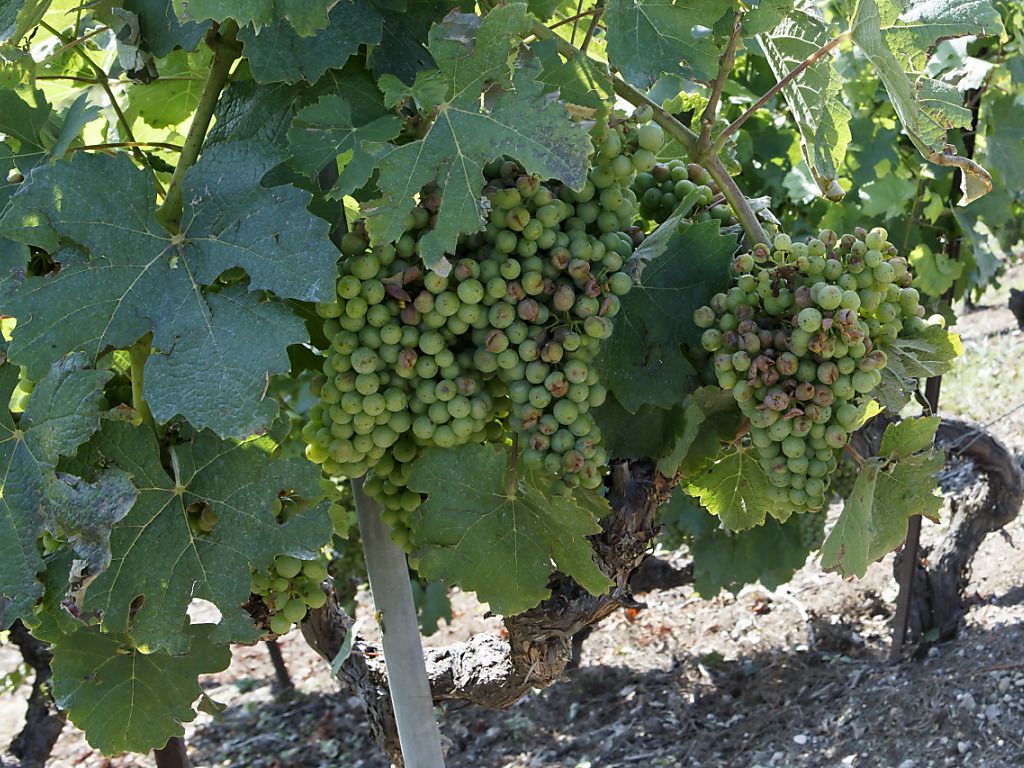 Les producteurs de vins pourront déclasser des vins d'appellation d'origine contrôlée. Ils obtiendront une aide de deux francs par litre (archives).