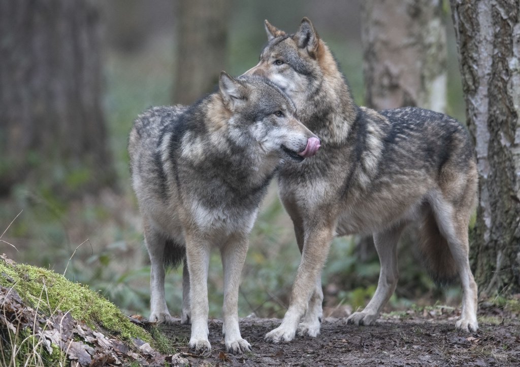 Les loups se retrouvent au coeur de la révision de la loi sur la chasse.