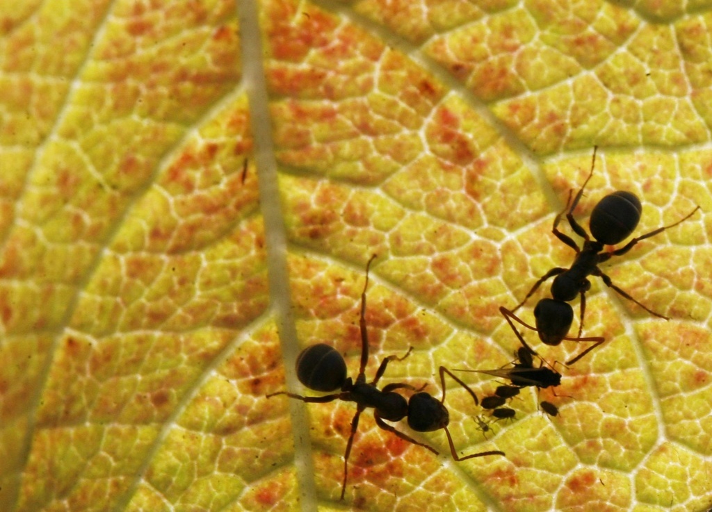 Les fourmis transportent les graines de plantes et en sèment parfois derrière elles.