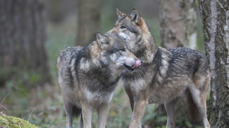 Votations fédérales: la loi sur la chasse fait resurgir le débat sur le loup